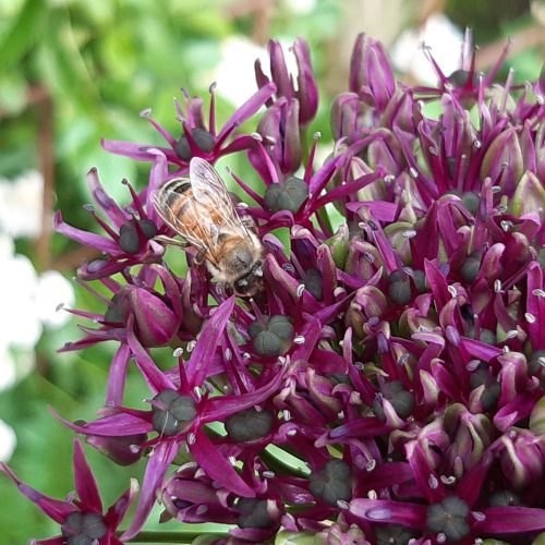 Biene auf Allium