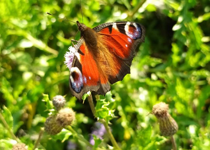 Schmetterling Aug 23